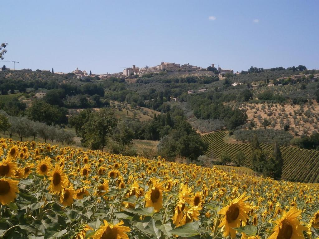 Tenuta Colverano Montefalco Exterior foto